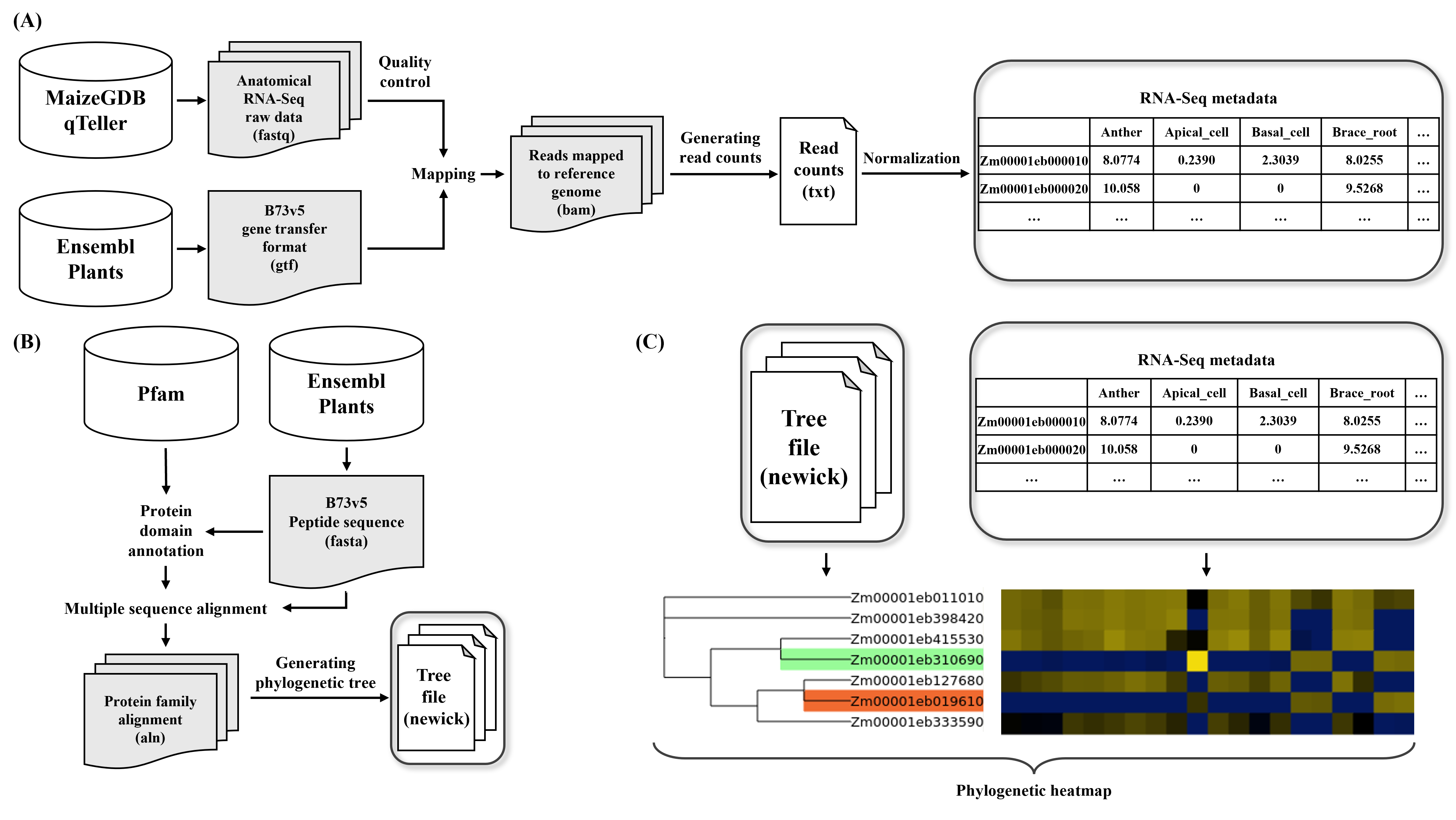 Workflow of CAFRI-Maize